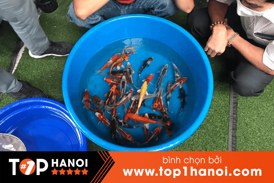 Koi power Đà Nẵng