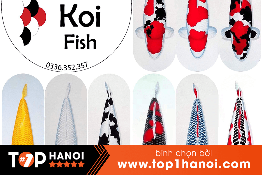 Cá koi đẹp - Dreams koi fish