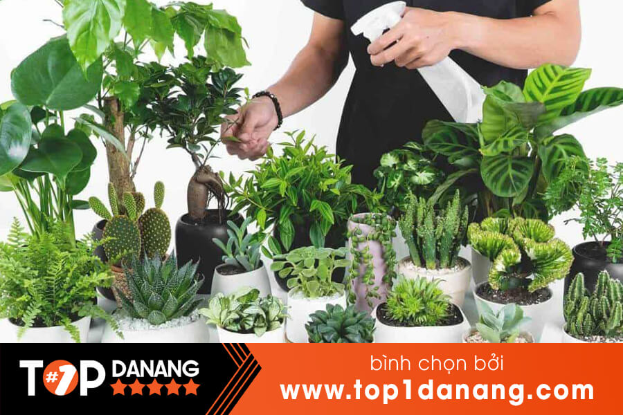 Cây cảnh mini Đà Nẵng
