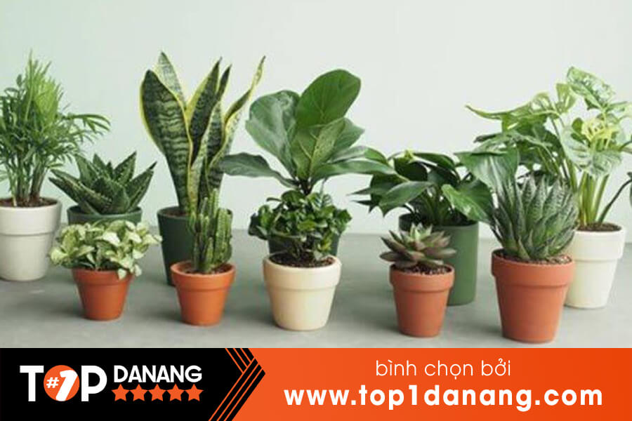 Cây cảnh mini giá sỉ Đà Nẵng