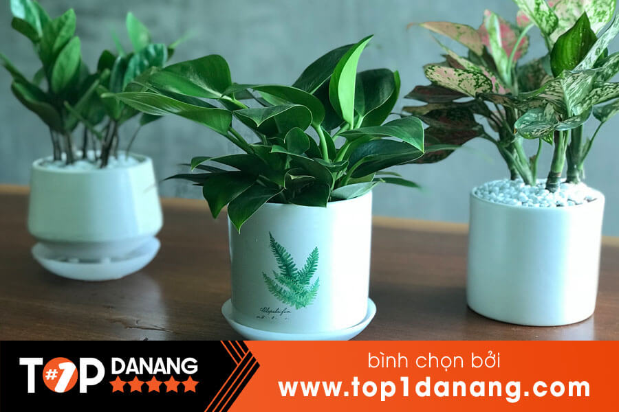Chậu cây cảnh Đà Nẵng