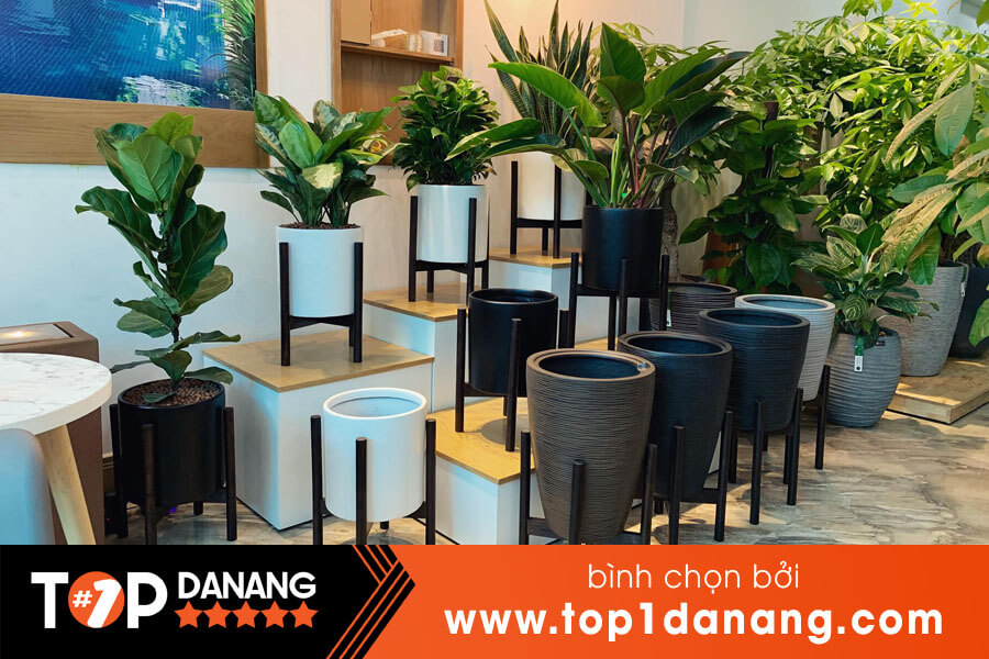 Chậu cây cảnh tại Đà Nẵng