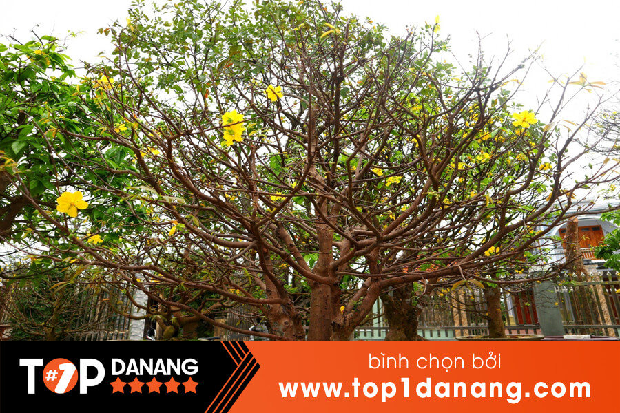 Cho thuê mai Tết Đà Nẵng