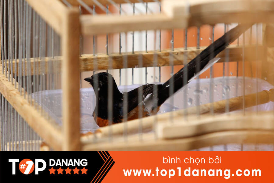 Cửa hàng bán chim cảnh ở Đà Nẵng