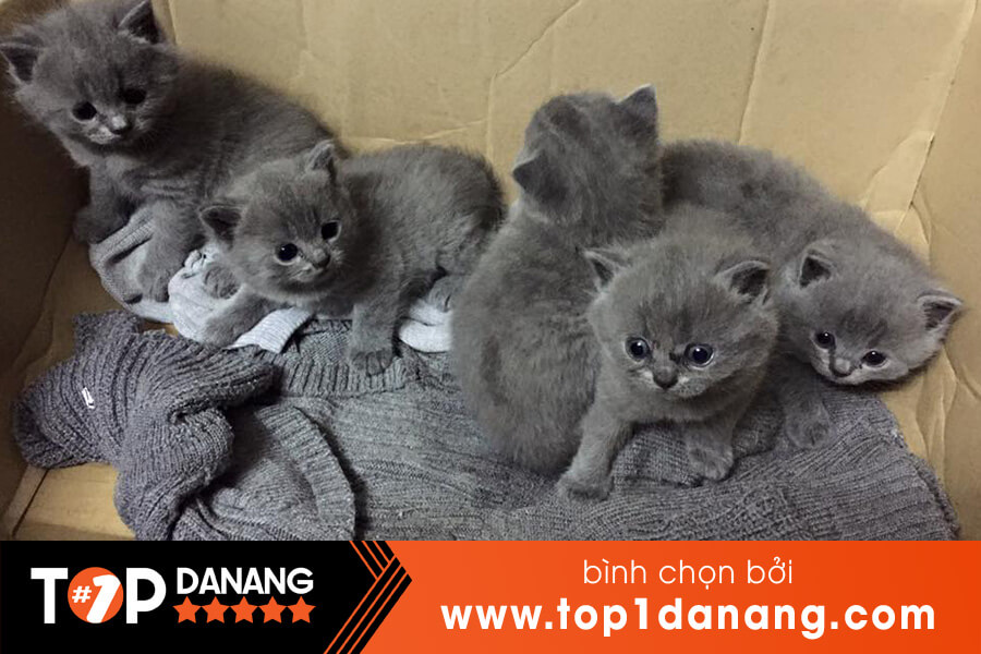 Địa chỉ bán mèo ở Đà Nẵng