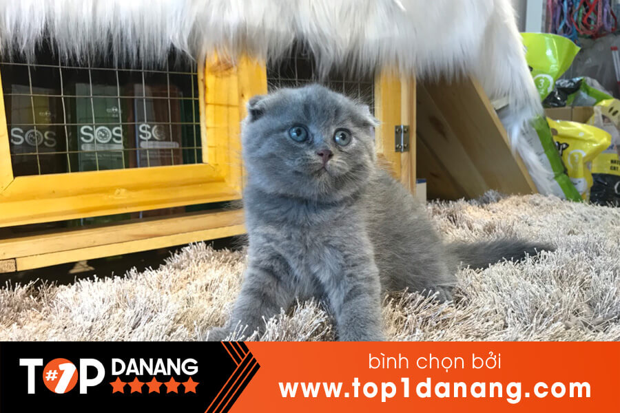 Địa điểm bán mèo ở Đà Nẵng