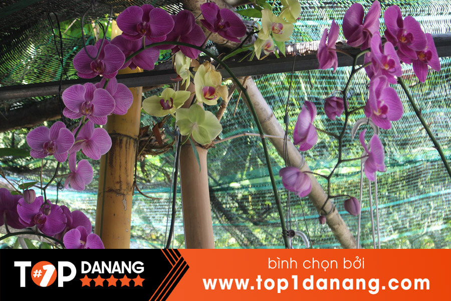 Hoa phong lan Đà Nẵng