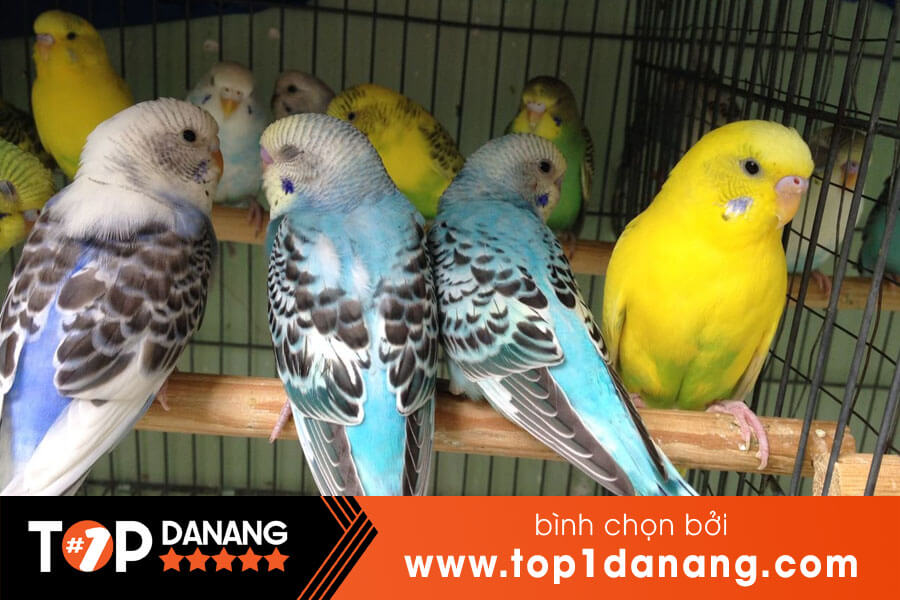 Mua bán chim cảnh Đà Nẵng