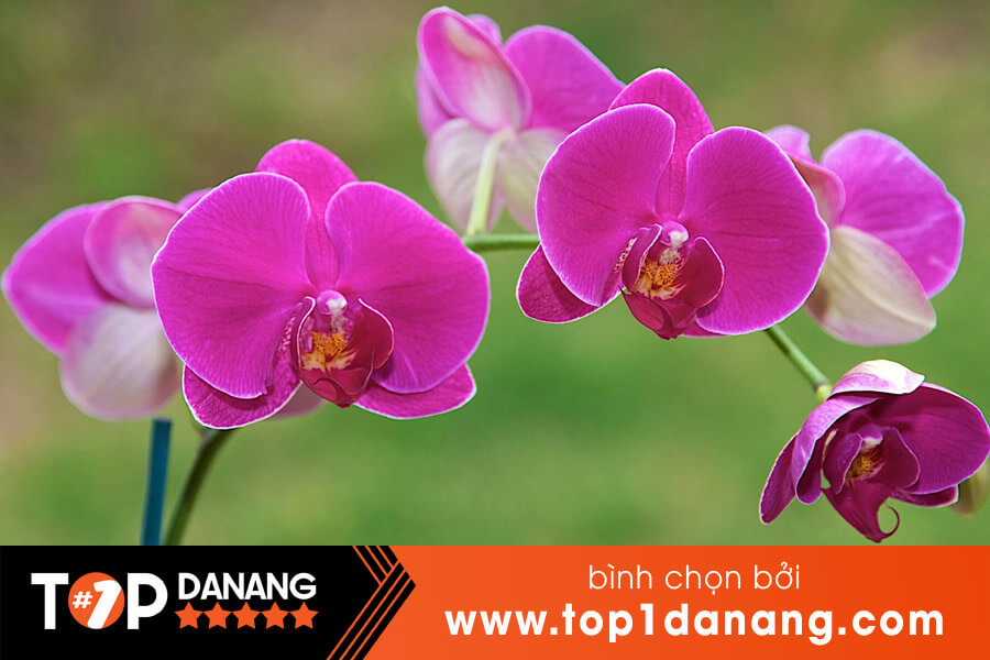 Phong lan Đà Nẵng