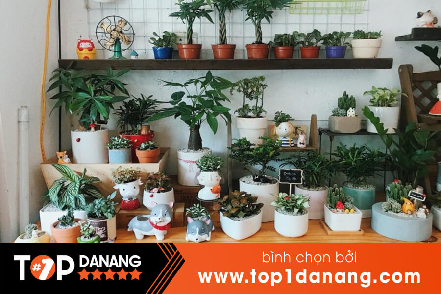 Shop cây cảnh mini Đà Nẵng
