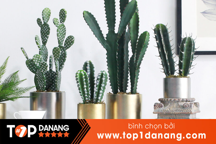 Shop xương rồng Đà Nẵng