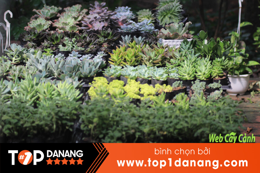 Vườn ươm cây cảnh mini tại Đà Nẵng