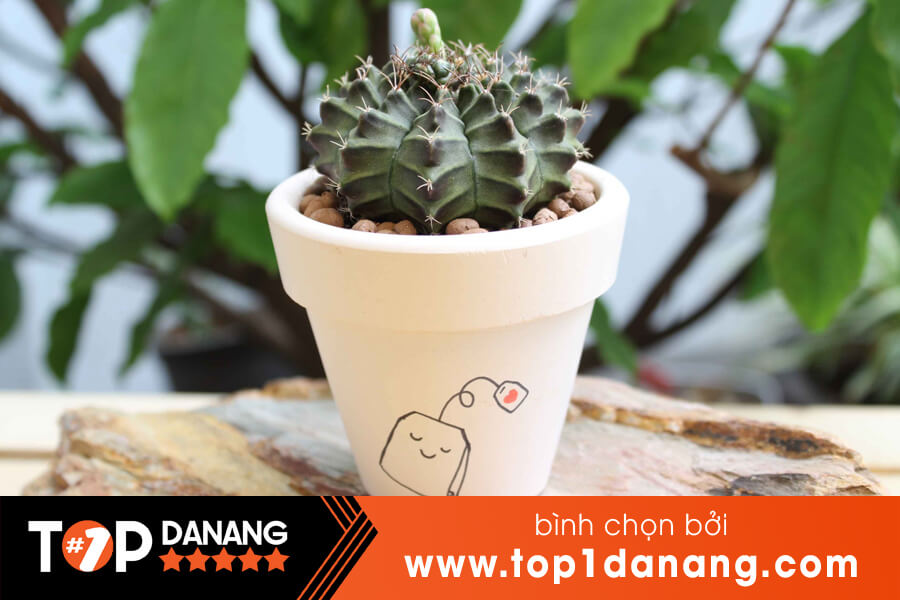 Xương rồng ở Đà Nẵng