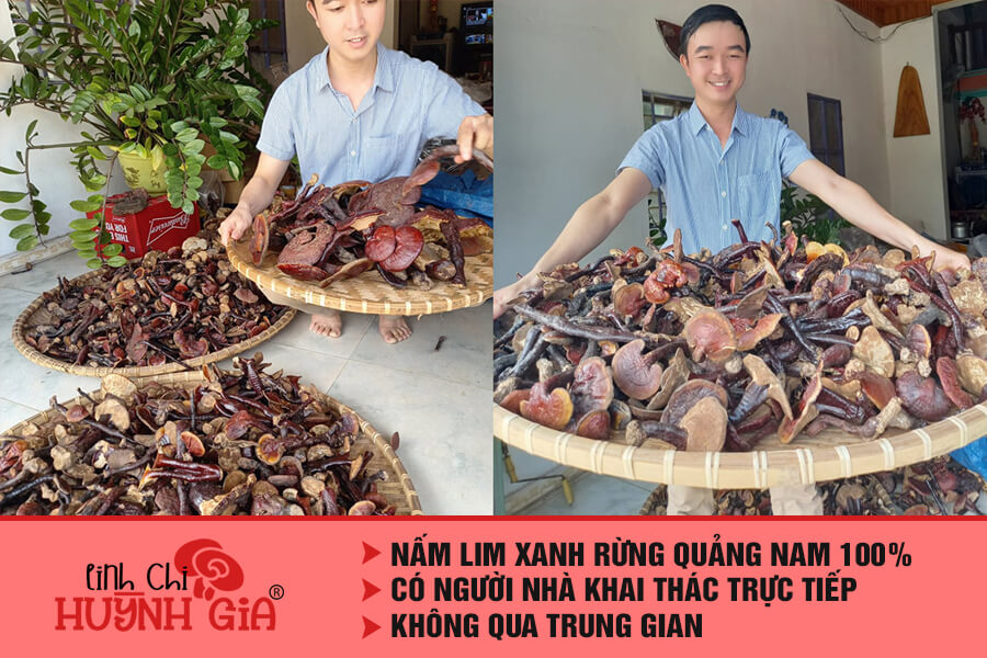 Nấm lim xanh Đà Nẵng - Linh Chi Huỳnh Gia