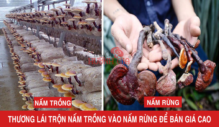 Nấm lim xanh thật giả lẫn lộn