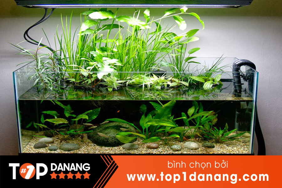 Bán phụ kiện hồ cá Đà Nẵng