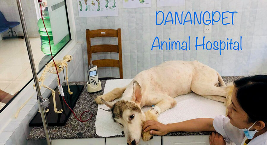 phòng khám thú y ở Đà Nẵng