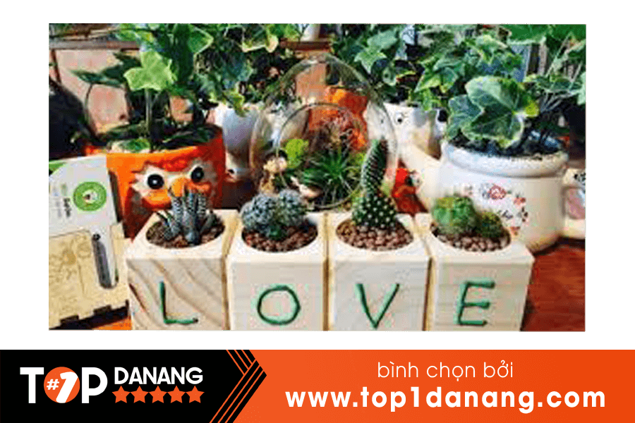 Cây để bàn Đà Nẵng 