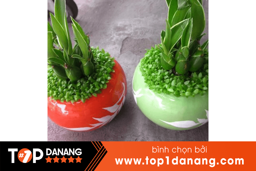 Cây để bàn Đà Nẵng - Ngọc Lan