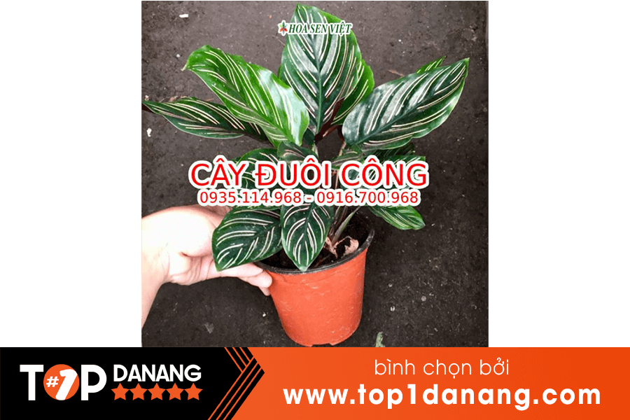 Cây để bàn đẹp - Hoa Sen Việt