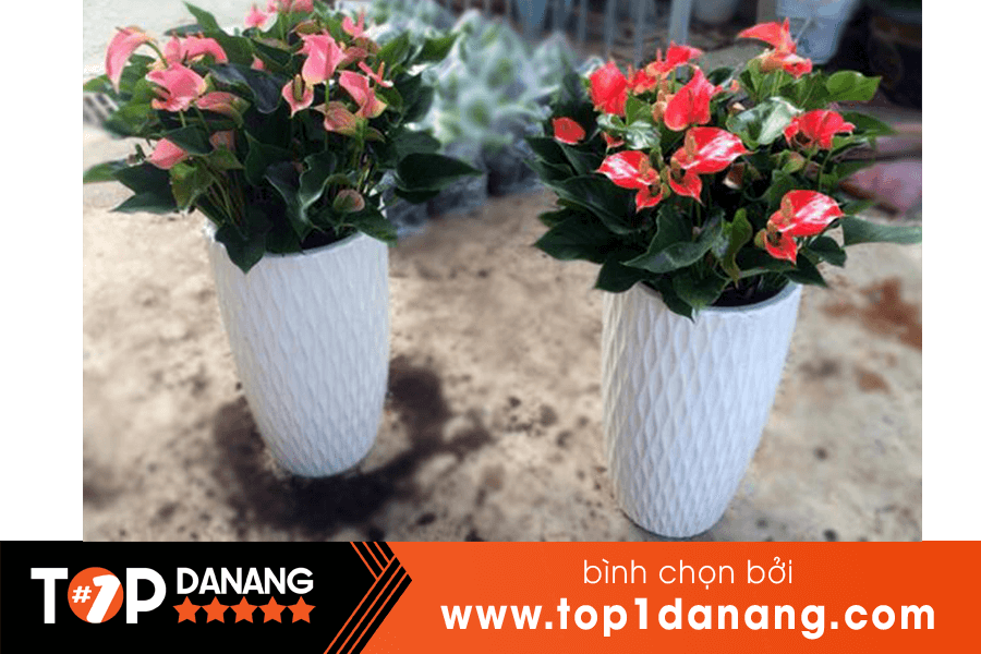 Cây để bàn DNGreen