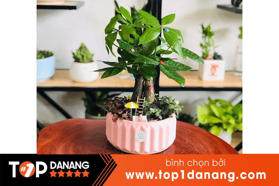 Cây để bàn học - Xanh Tre Việt