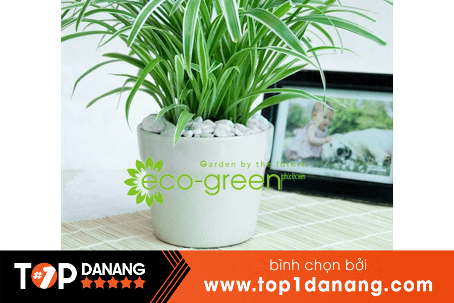 Cây để bàn Phúc Lộc Viên