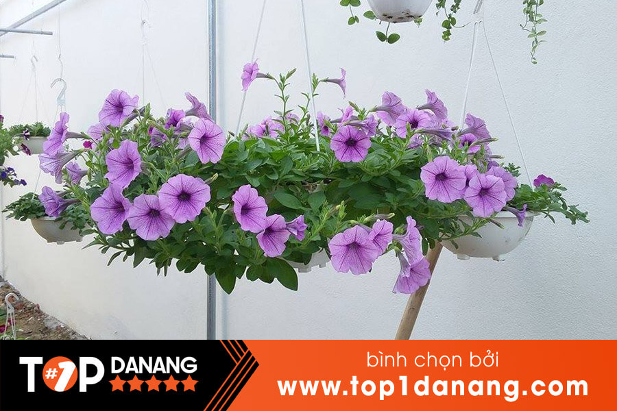 Chậu trồng cây cảnh đà nẵng