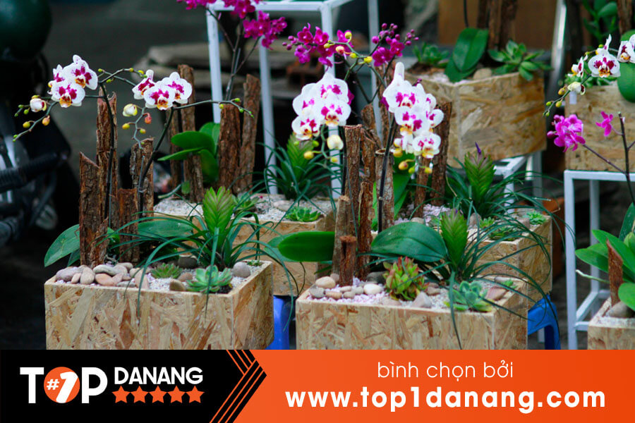 Chợ hoa lan Đà Nẵng