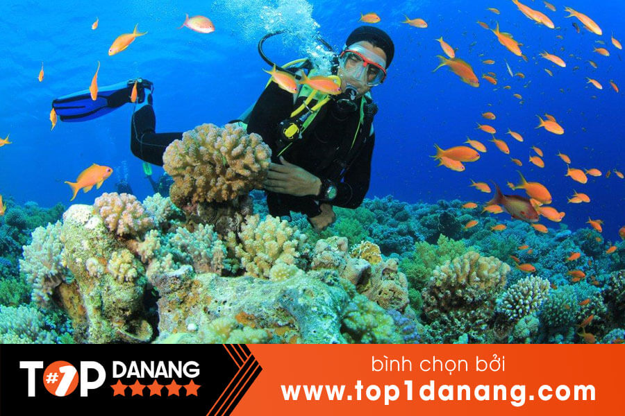 Giá lặn biển ngắm san hô Đà Nẵng