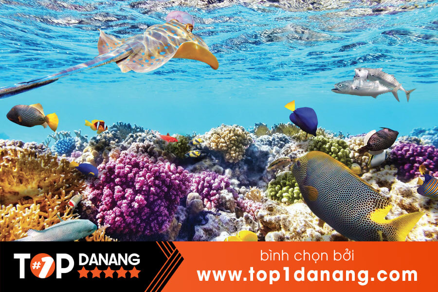 Giá tour lặn biển ngắm san hô Đà Nẵng