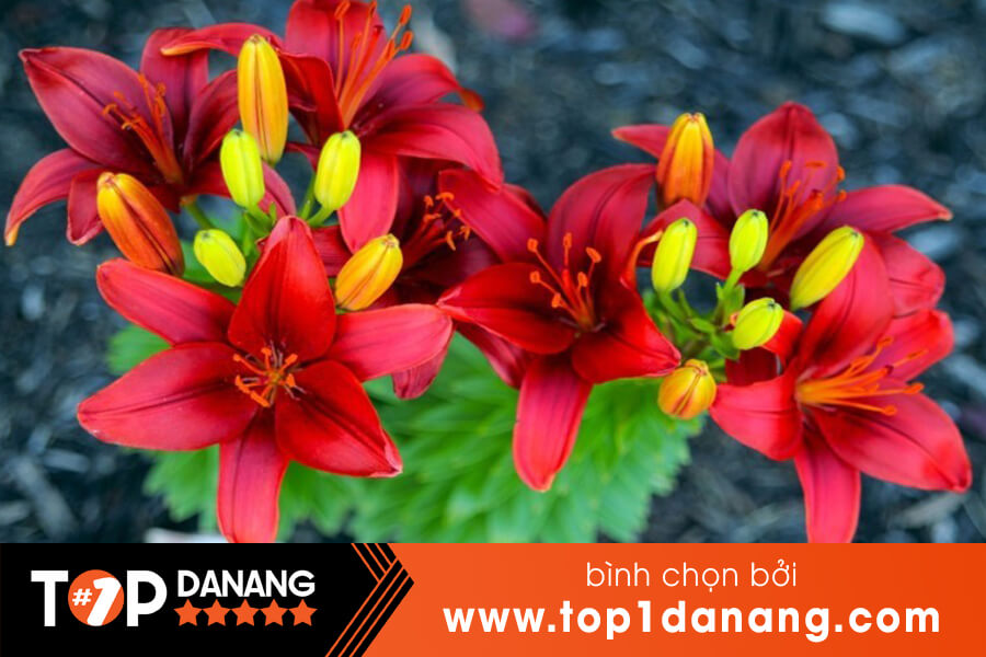 Hạt giống hoa Đà Nẵng