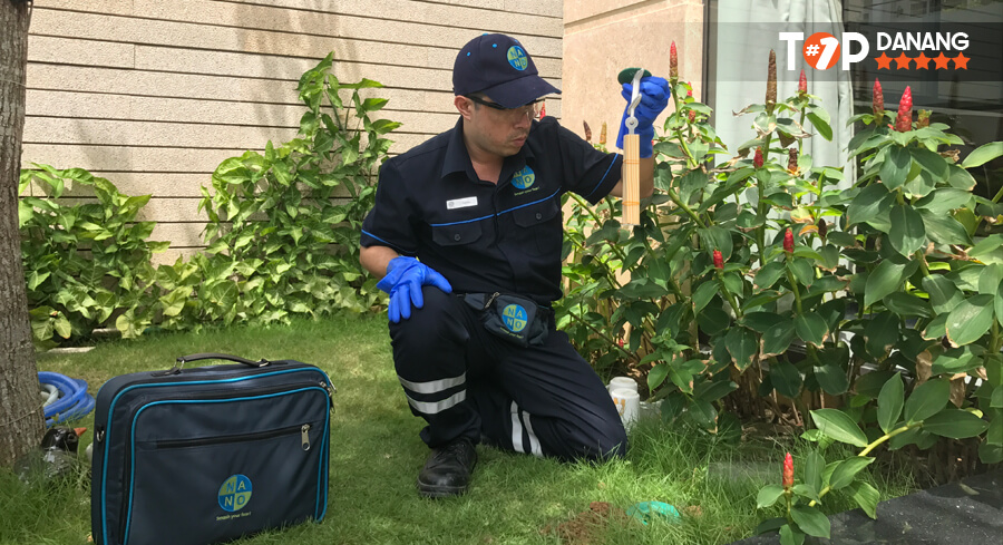 Kiểm soát mối tại Đà Nẵng