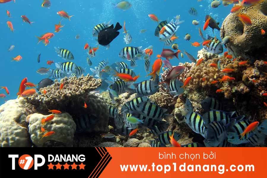 Lặn biển ở Đà Nẵng
