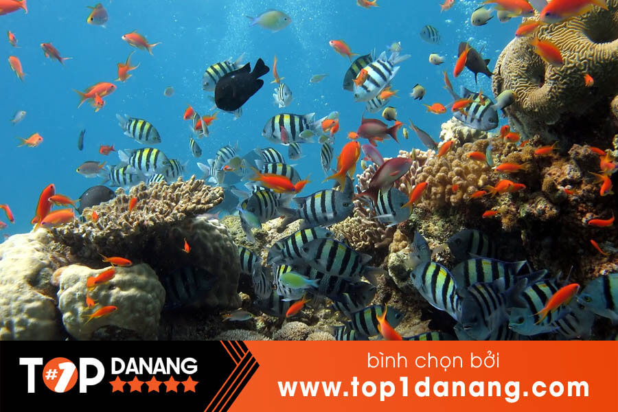 Lặn ngắm san hô biển Đà Nẵng