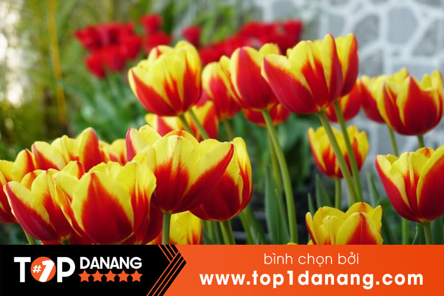 Mua hạt giống hoa Đà Nẵng