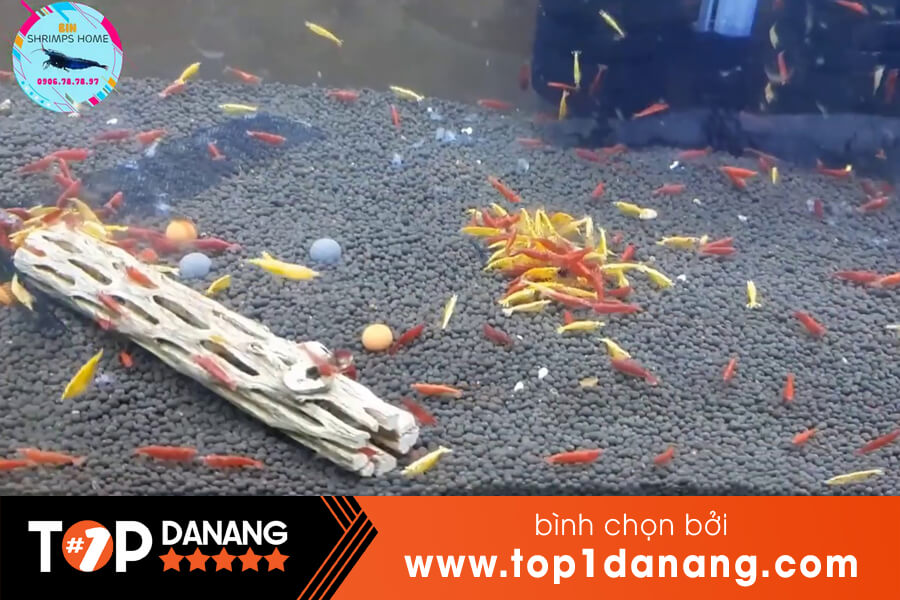 Phụ kiện hồ cá tại đà nẵng