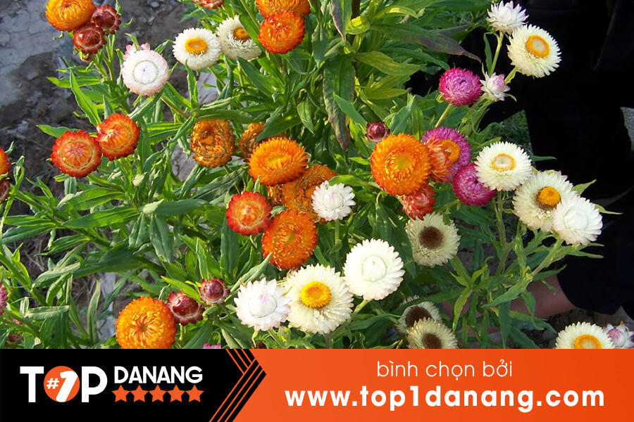 Shop hạt giống hoa Đà Nẵng