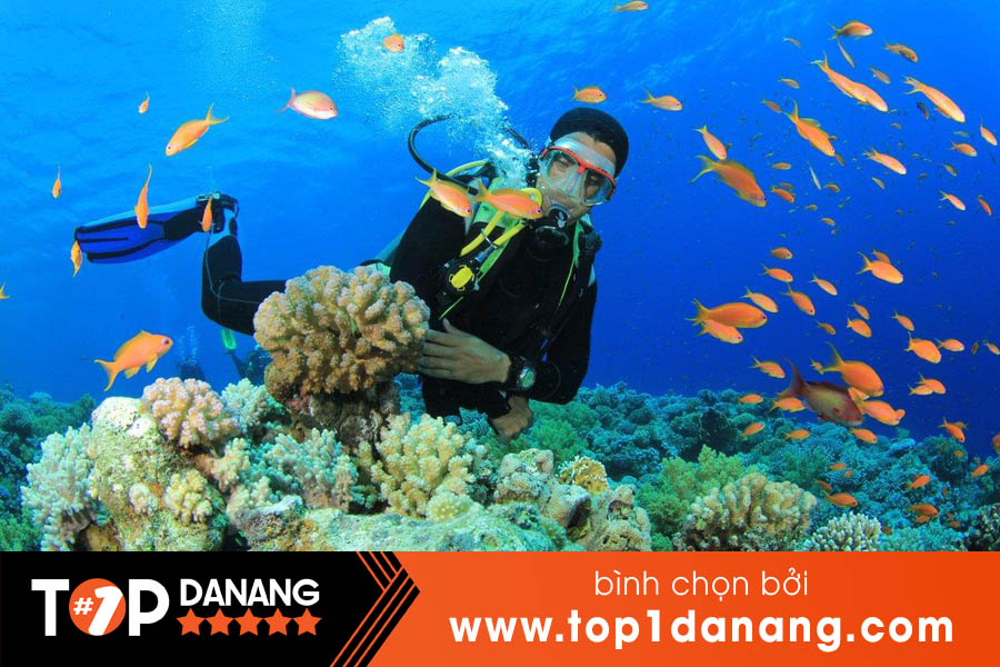 Tour lặn ngắm san hô biển Đà Nẵng