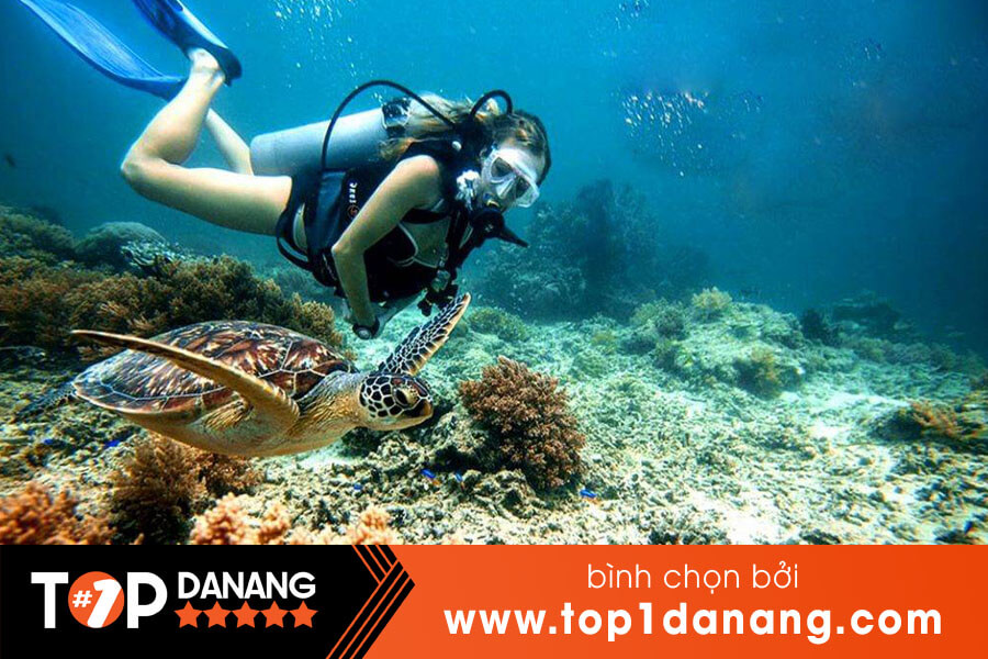 Tour lặn ngắm san hô Cù Lao Chàm