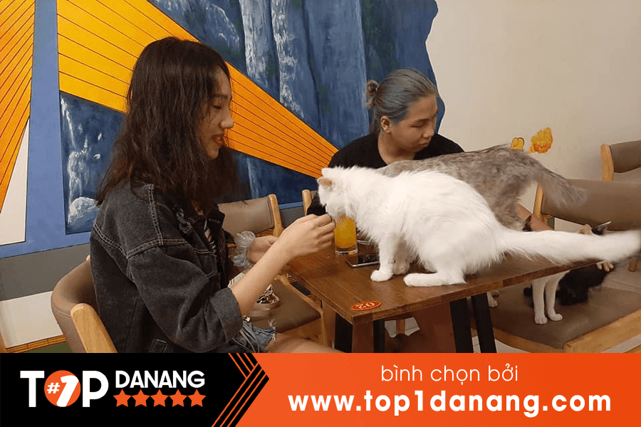 Quán cà phê Mèo Bin Bin Đà Nẵng