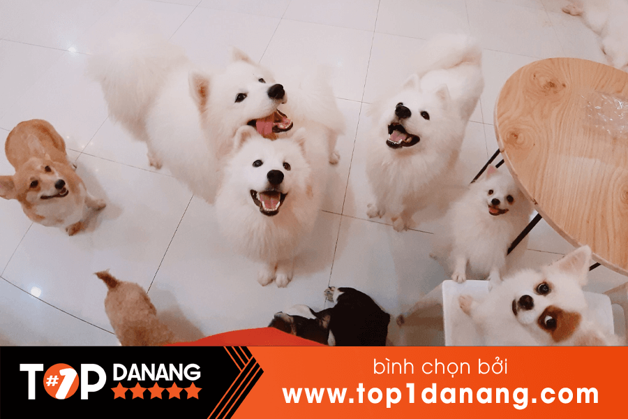 Tiệm cà phê thú cưng Pet Coffee Đà Nẵng