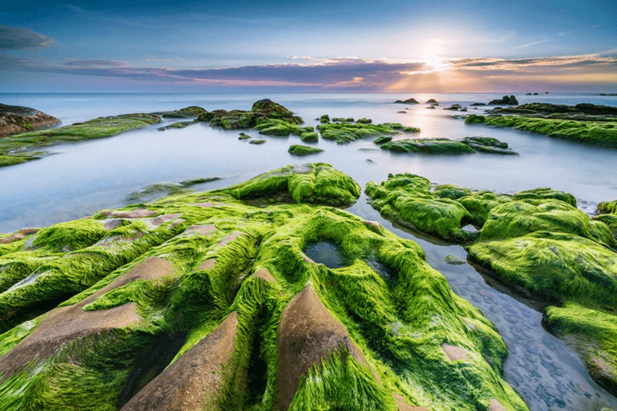 Bình minh cùng bãi đá rêu tại Rạn Nam Ô